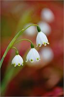 Three Snowdrop Flowers As Poster