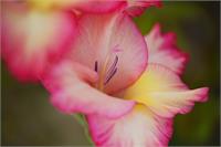 Gladioli Flower One In Bloom As Greeting Card