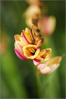 African Corn Lily Yellow Pink As Framed Poster