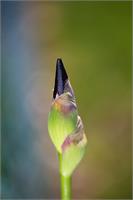 The Iris Bud Belly As Greeting Card