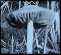 Moonlight Mushroom