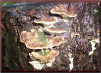 More Fungi