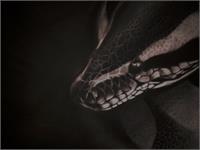 Python In The Dark