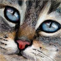 Cat - Blue Eyes