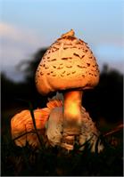 Sun Kissed Mushrooms