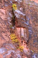 Yellow Fall Foliage Clings To The Canyon Wall Photograph Grand Canyon National Park Arizona By Roupen Baker As Framed Poster
