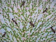 Birds Amongst Blossom As Framed Poster