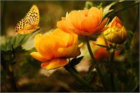 Orange Butterfly Hovering Over Blooming Flowers