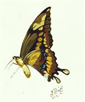 Butterfly Study As Greeting Card