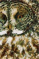 The Glaucus Owl