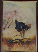 Ostrich As Greeting Card