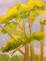 Golden Gate Trees As Greeting Card