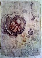Leonardo Da Vinci - Fetus