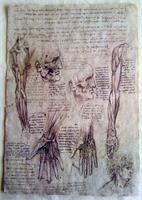 Leonardo Da Vinci - Hands