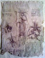 Leonardo Da Vinci - Internal Organs 2