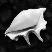 Shell No 11 Picture