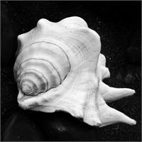 Shell No 2 Picture