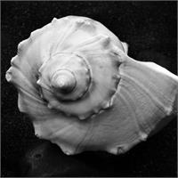Shell No 6 Picture