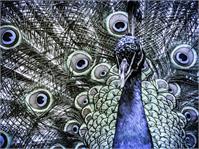Peacock As Calendar