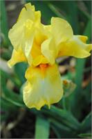 Sunny Yellow Iris