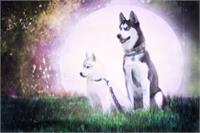 Huskies And The Moon