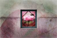 Rose Window As Framed Poster