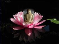 Tranquility Buddha