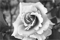 Monochrome Rose