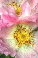 Fine Art Photograph Of Some Pink Wild Rose Flowers