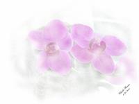 Orchid As Greeting Card