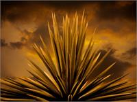 Yucca Sky Retouched Flatened 920x690