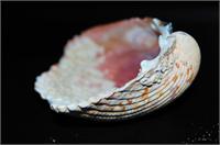 Shell #2 As Greeting Card