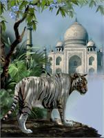 White Tiger Guardien Of The Taj Mahal