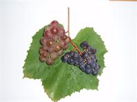 Grapes And Leaves