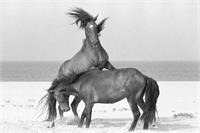 Sable Island Wild Horses: FURY