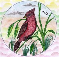 The Beautiful Red Cardinal Original Drawing