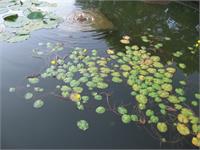 Water Lillies As Greeting Card