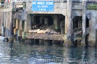 Sea Lions Sleeping As Framed Poster