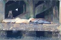 Sea Lions Sleeping As Framed Poster