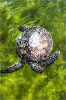 Endangered Green Sea Turtle As Poster