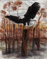 Eagle Landing As Framed Poster