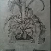 Solitary Corn Plant
