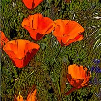 Poppies In Line