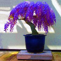 Bonsai