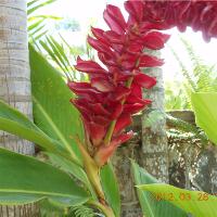 St Kitts Gardens
