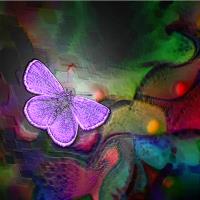 ButterflyFly