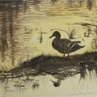 A Lone Duck