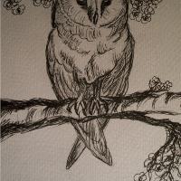 Owl Watcher
