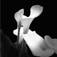 Calla Lilies