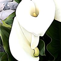 Calla Lily Ala O'Keefe I
